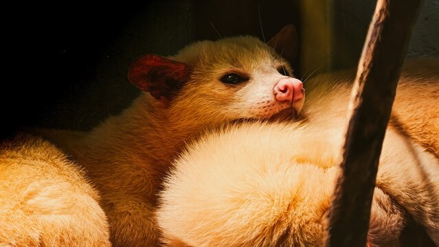 Portrait of a Resting Asian Palm Civet ,Paradoxurus hermaphroditus,