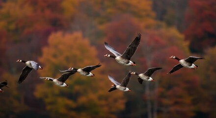 canadian geese flying