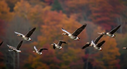 canadian geese flying