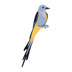 vector drawing bird, scissor-tailed flycatcher , hand drawn Tyrannus forficatus, isolated nature design element