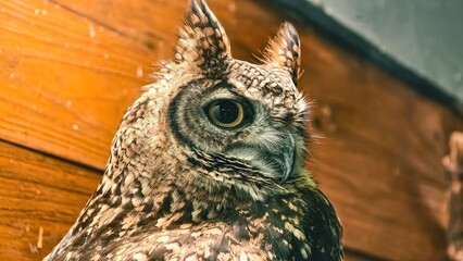 Magnificent Spotted Eagle Owl Portrait with Intense Gaze and Textured Plumage