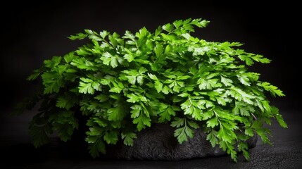 Obraz premium Lush green fern plant resting on a dark stone surface, showcasing vibrant foliage against shadows
