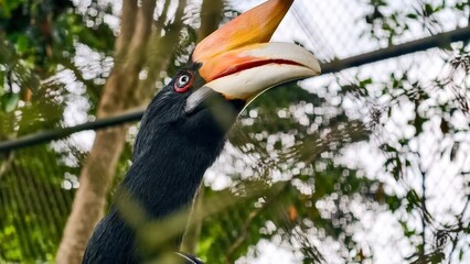Majestic Rhinoceros Hornbill Gaze, Captivating Wildlife Portrait in Natural Habitat