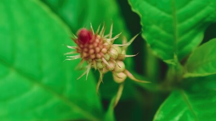 Captivating close-up of a unique flower bud surrounded by vibrant green leaves, showcasing nature's intricate details and delicate beauty