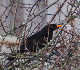 blackbird on a branch