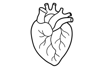 Human Heart Anatomically Correct Hand Drawn Line Art and Dot work. Flash Tattoo or Print Design Vector Illustration.