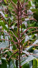 A close-up of the corn tassel shows its intricate structure and details