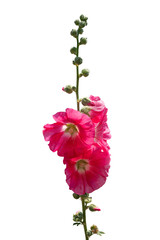 pink  flower isolated