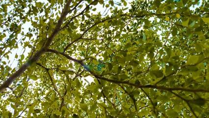 Vibrant Canopy, A worm's eye view of a Lush Green Tree with Sunlight Filtering Through its Leaves