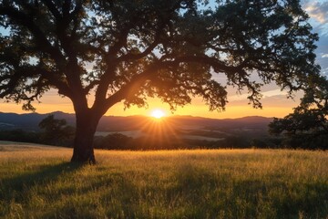 Fototapeta premium Majestic oak tree framing the setting sun over Texas hills