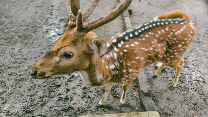 Close-up Portrait of a Beautiful Chital Deer in Muddy Enclosure with Antlers