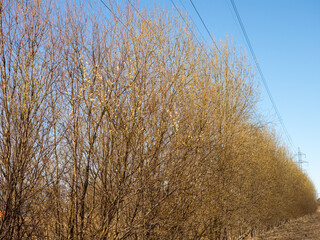 blooming willows on a sunny spring day