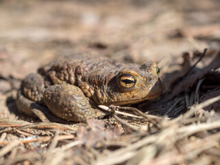 frog portrait closeup