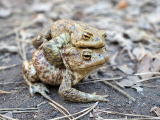 two frogs in spring