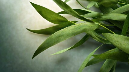 Obraz premium Close-up of vibrant green leaves against a soft, blurred background, creating a serene atmosphere