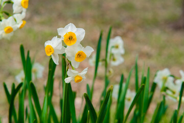 Bunch-flowered daffodil in Osaka Park, Japan.
