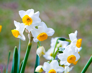Bunch-flowered daffodil in Osaka Park, Japan.