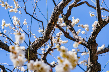 Plum blossoms in Osaka, Japan.