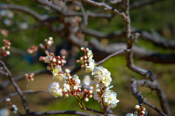 Plum blossoms in Osaka, Japan.