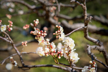 Plum blossoms in Osaka, Japan.