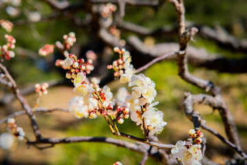 Plum blossoms in Osaka, Japan.