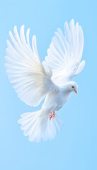 Fototapeta premium White dove in flight, peaceful sky, hope symbol