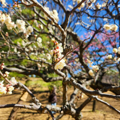 Plum blossoms in Osaka, Japan.