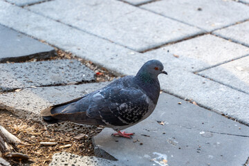 Street Pigeon in Motion