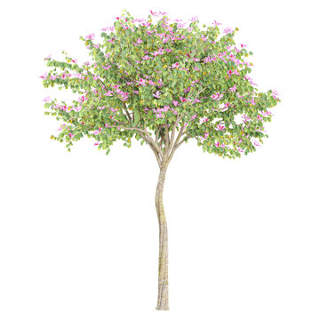 3d illustration of Bauhinia variegata tree isolated on transparent canvas