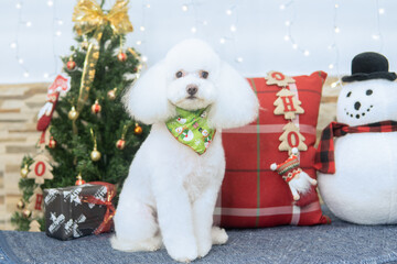 sesion de fotos navideña perro