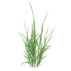 3d illustration of grass isolated on transparent canvas