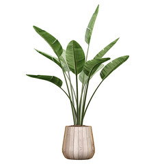 3d illustration of Strelitzia nicolai plant in planter isolated on transparent canvas