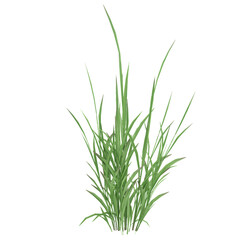 collection of grass with realistic style