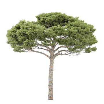 Collection of Pinus pinaster tree isolated on transparent Canvas