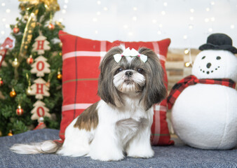 sesion de fotos navideña perro