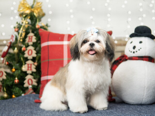 sesion de fotos navideña perro