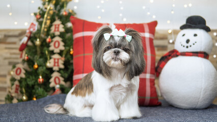 sesion de fotos navideña perro