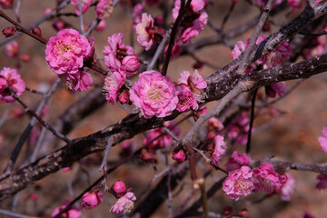 Plum blossoms in Osaka, Japan.