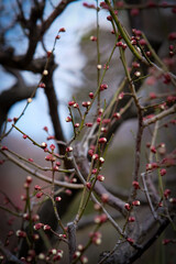 Plum blossoms in Osaka, Japan.