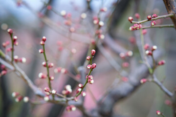 Plum blossoms in Osaka, Japan.