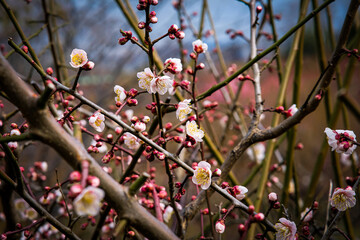 Plum blossoms in Osaka, Japan.