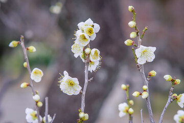 Plum blossoms in Osaka, Japan.