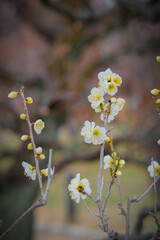 Plum blossoms in Osaka, Japan.