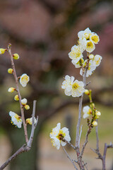 Plum blossoms in Osaka, Japan.