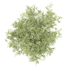Obraz premium 3d illustration of sheena's gold tree isolated on transparent canvas from top view
