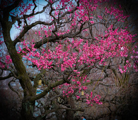 Plum blossoms in Osaka, Japan.