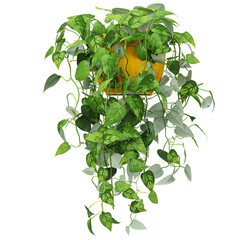 Beautiful shape of Golden Pothos Plant isolated on transparent Canvas