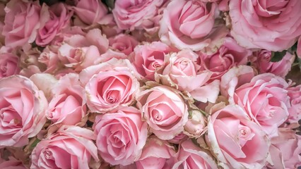 A mesmerizing display of pink roses creating a sense of enchantment and allure