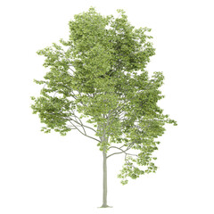 collection of Ash tree isolated on transparent Canvasisolated on transparent canvas