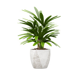 collection of Broadleaf lady palm Potted Plants